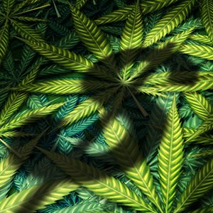 Compassionate Certification Centers Offers Leafless Medical Cannabis Investor Opportunities Opening New Doors for Stakeholders After Post-License Loss