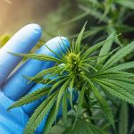 How to Get Certified for Medical Marijuana