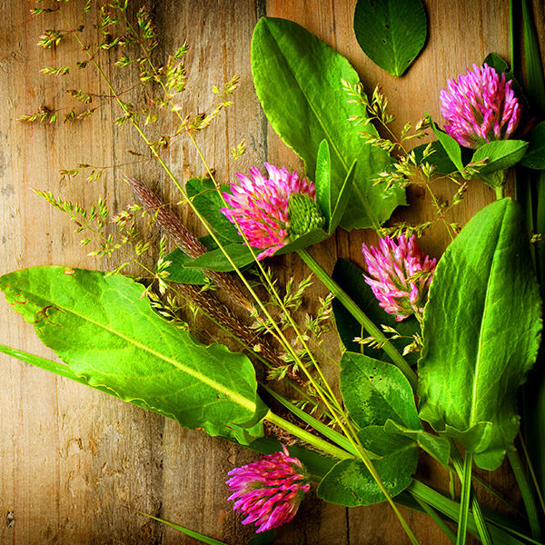 An image of naturopathic plants.