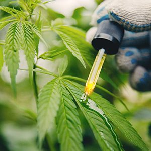 Cannabis Compounds Prevented Covid Infection in Laboratory Study