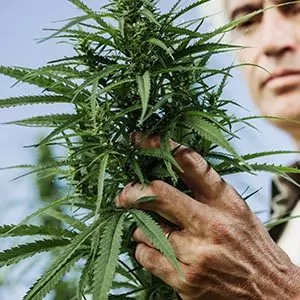 Pesticide Use on Cannabis
