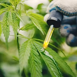 A person with cannabis in a dropper.